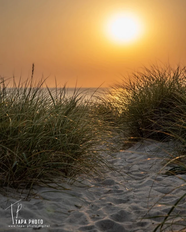 Never get tired of these beautiful sunset at the Danish 🇩🇰 west coast 😊 we wish you a wonderful weekend 😉
——————————
#sunset #sunsetlovers #sonnenuntergang #denmark #dänemark #danmark #bjerregård #ringkøbing #hvidesande #nordsee #northsea #vesterhavet #sehnsuchtnachmeer #travelgram #wanderlust #travelphotography #canonphotography #tapaphoto